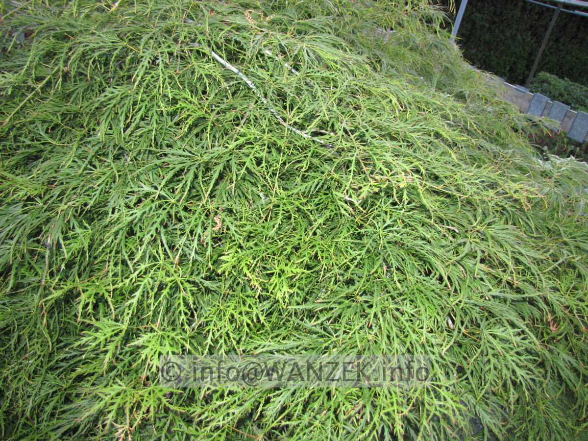 Acer palmatum Dissectum Viride Sol Blitz.JPG